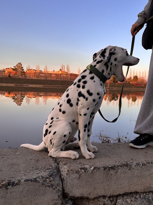 Отдам в добрый руки Далматина