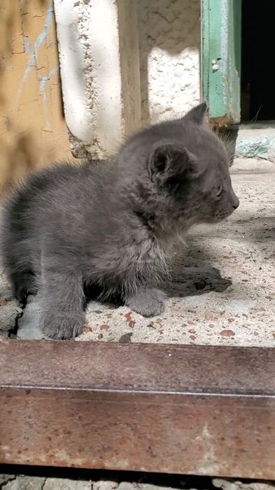 Отдам котят 1,5 месяцев