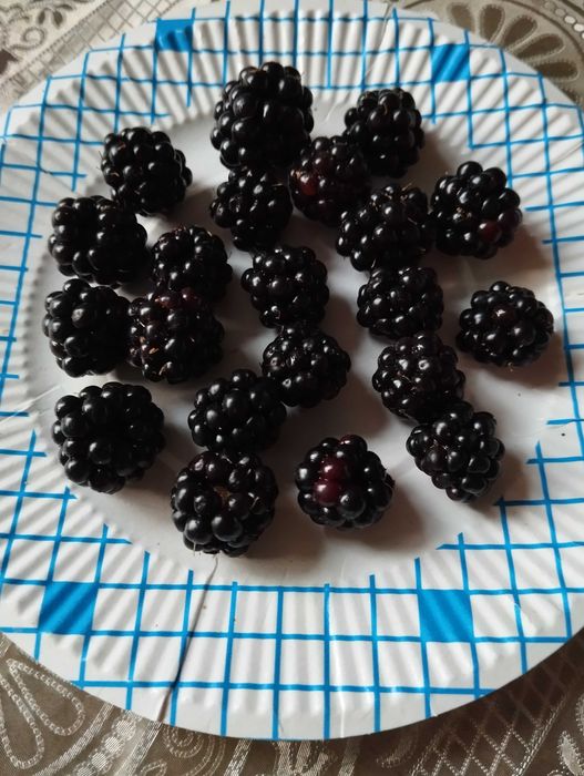 саженцы ежевики не колючие