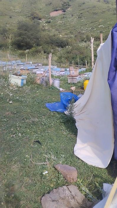 Asal Мёд tozzasi Uzgen Kirgiston toğlaridan