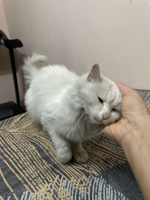 отдам кошку в добрые руки