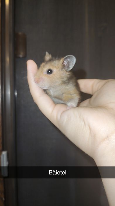 Hamster sirian de vanzare