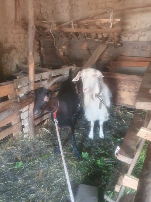 De vinzare 2 capre și  un  țap