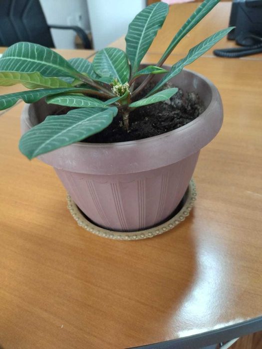 продам комнатные цветы