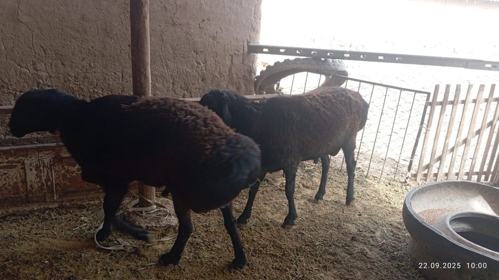 Куй кошкар койларымыз