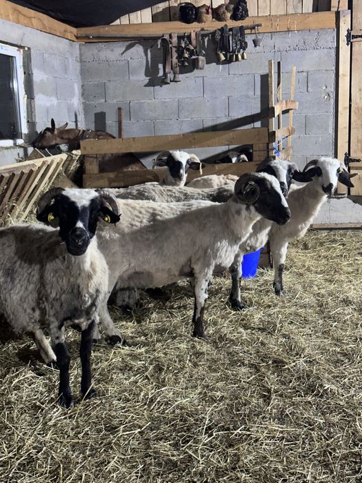 De vanzare 6 oi cu lapte