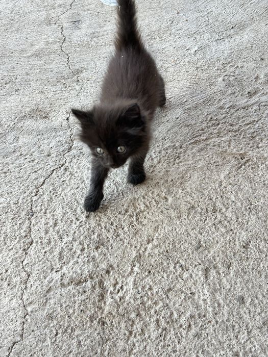 Котенок гр Алматы