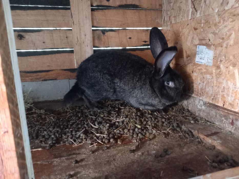 Vând iepuri Uriași Germani