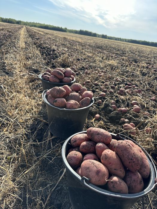 Продажа Картофеля