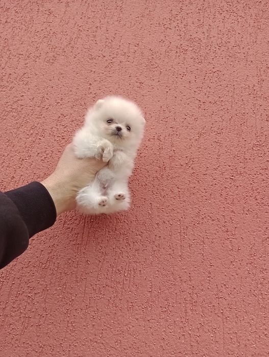 Мини Померани. Момиче и момче.