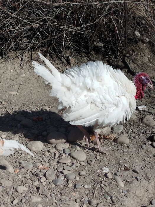 Продам индюка молодого