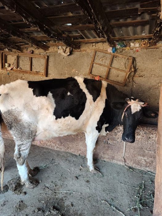 Сиыр брынши тума,