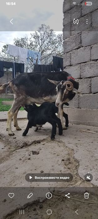 Альпийский ешкі сатылады