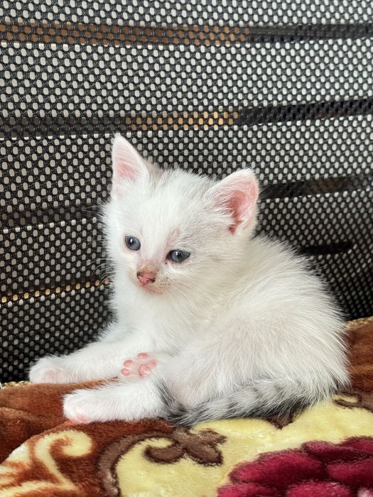 Котёнок-мальчик ищет свой дом!