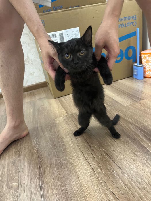 Отдам котёнка в добрые руки!