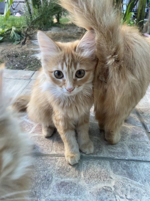 бесплатно уличные котята