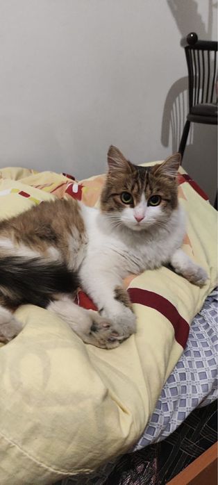 Отдаем кошку (стерилизованная)