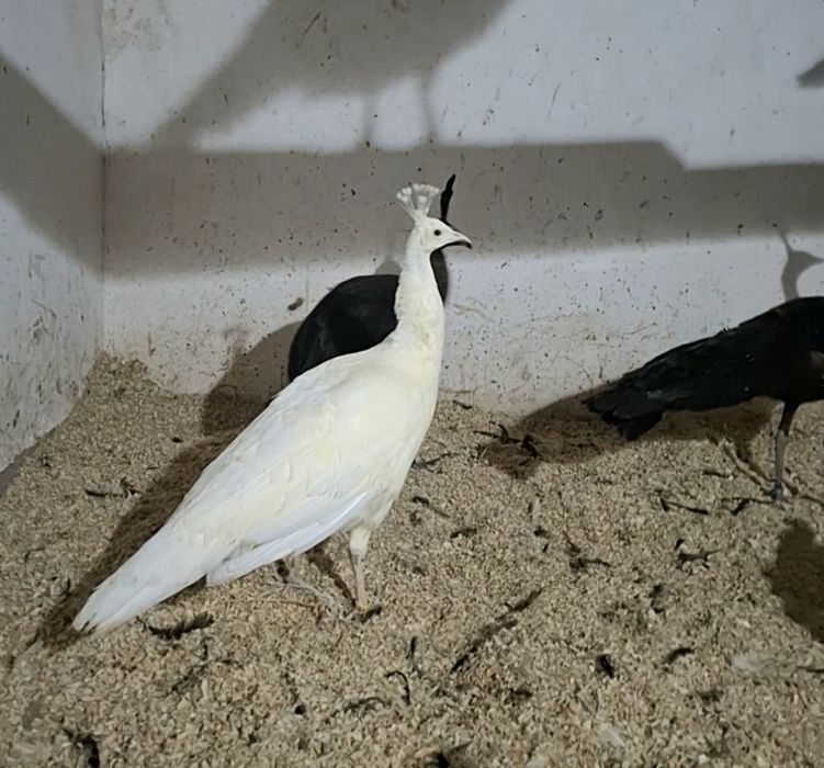 Paunite adulte, exemplare deosebite.