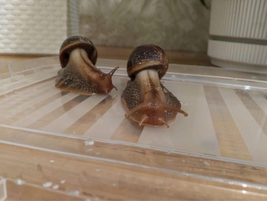 Улитки Ахатины пара, с котейнером вместе