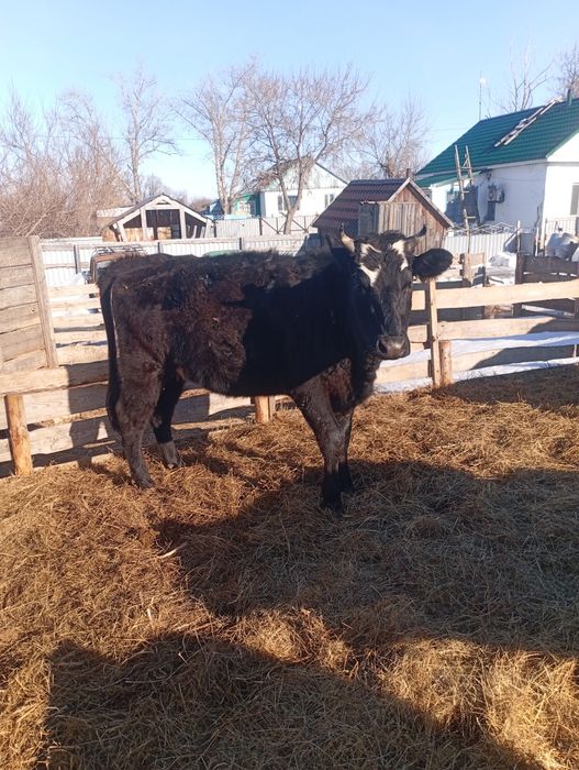 Продам телку 2 года