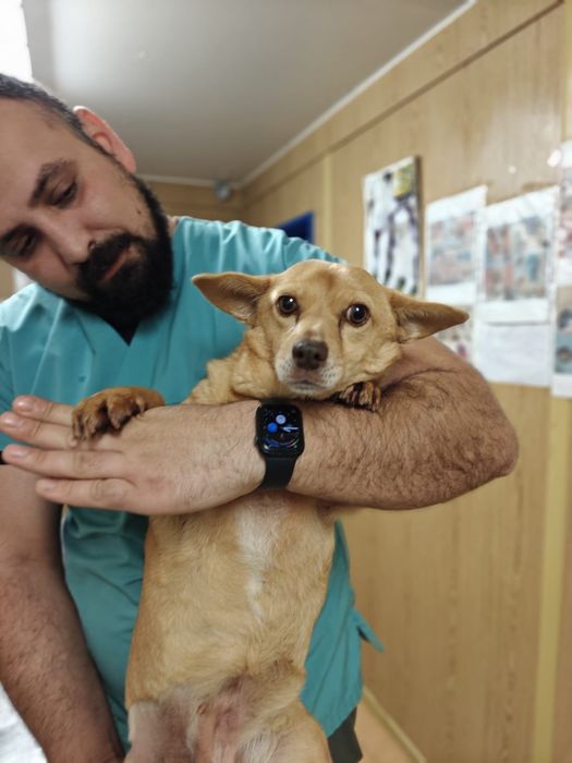 Catelusi tineri, cuminți și inteligenți își caută căsuța