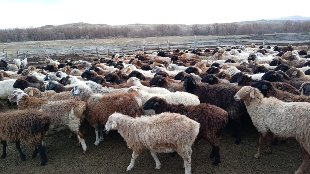 Буаз қойлар сатылады