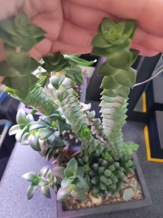 Цветы суккуленты