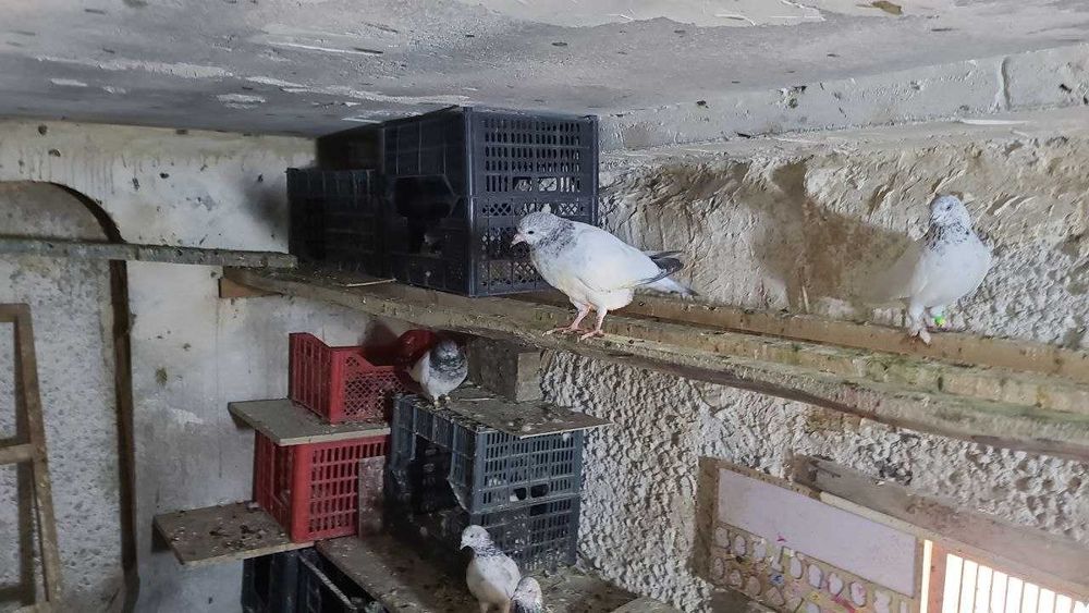 Продам пискунов от высоко лётных игровых ИНДОПАКИСТАНЦЕВ