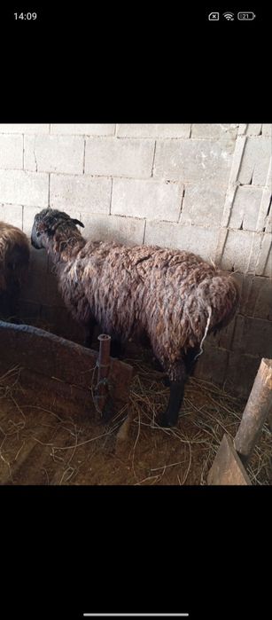 Продаются бараны жирные 24/7