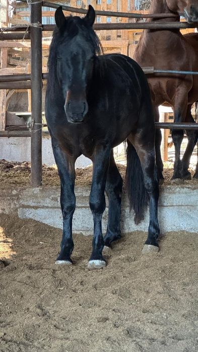 Продам жеребчика