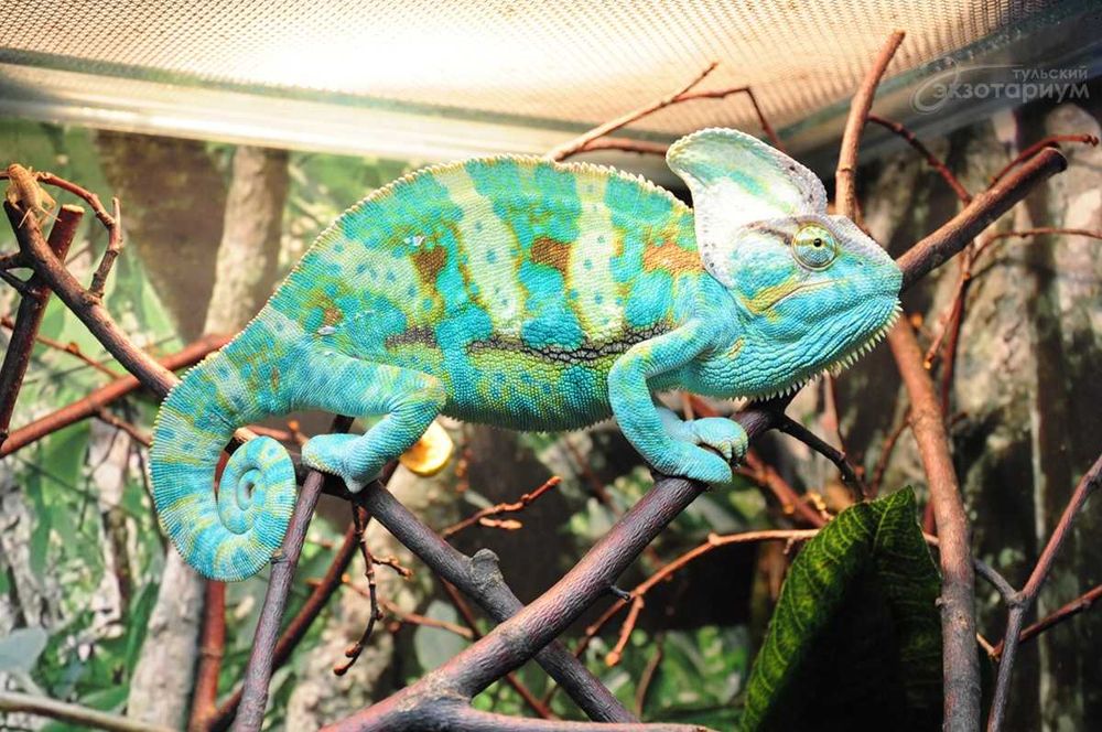 Хамелеон Йеменский