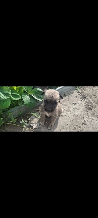 Щенки  бесплатно