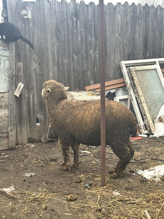Berbec merinos.        .