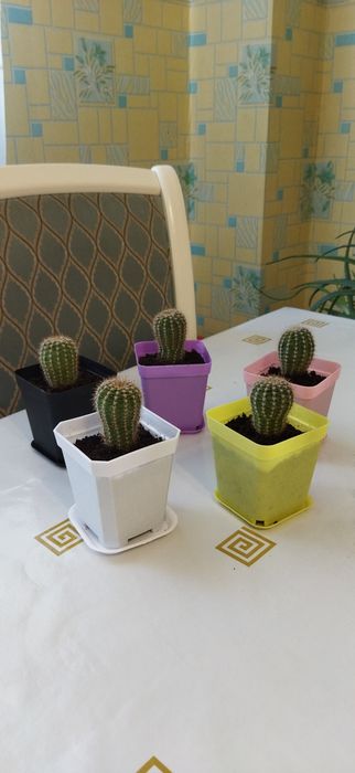 Кактусы 300,600,800 тенге