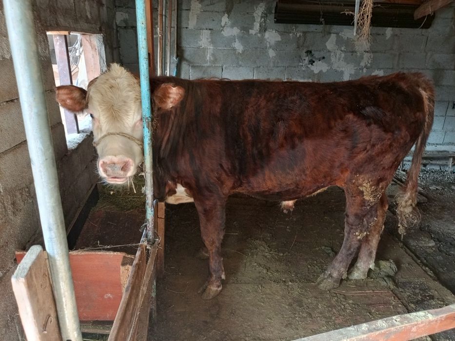 2 бұқа сатылады бағасы келісімді