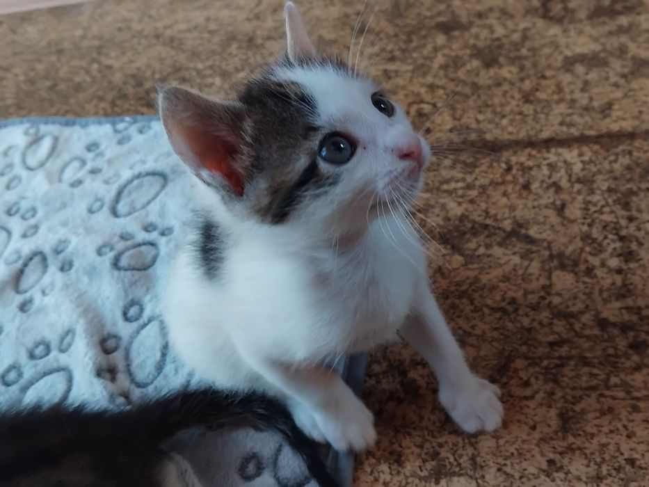 котенца от Созопол