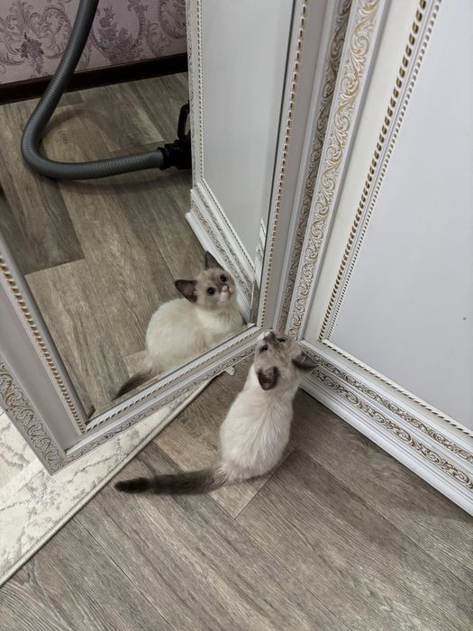 Котенок в добрые руки