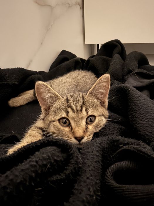 Котёнок в добрые руки - девочка, 3 месяца