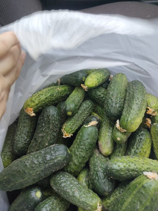 Огурцы на мариновку