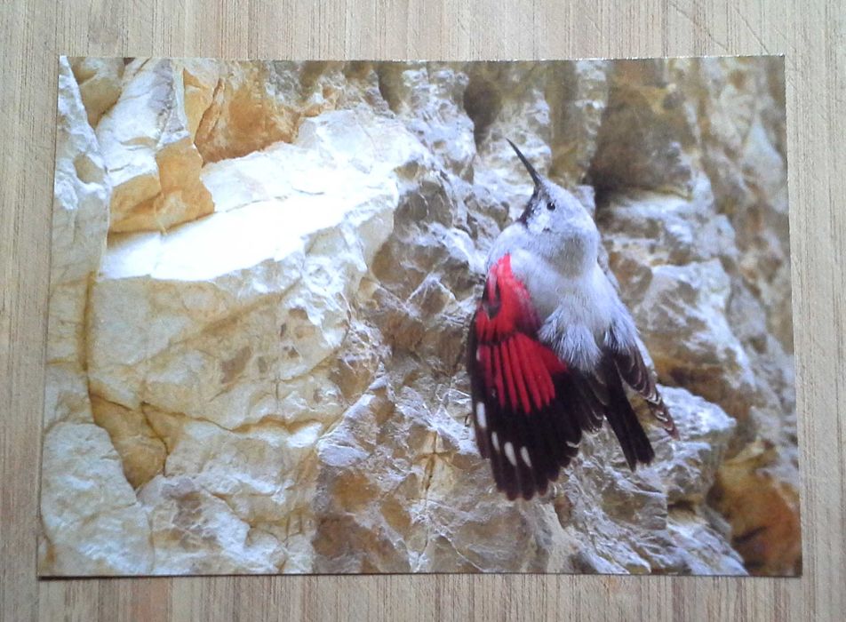 Колекция пощенски картички с авторски фотографии на животни