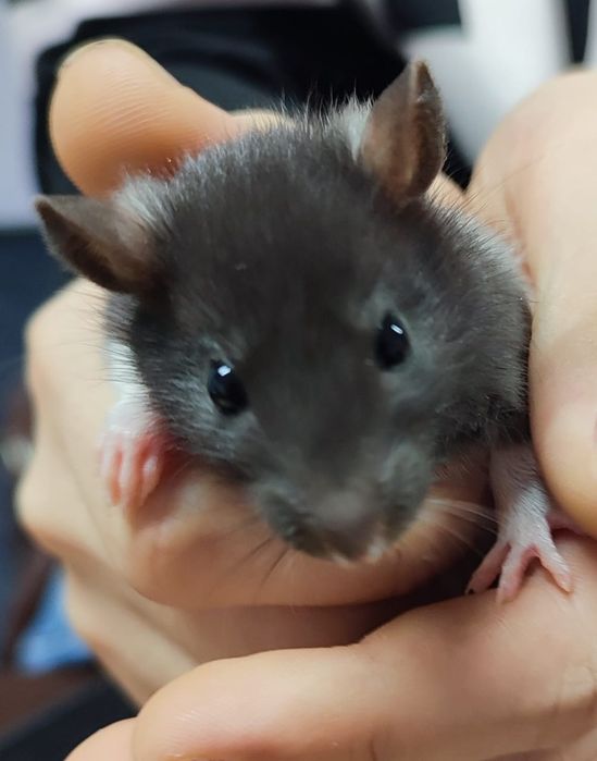 Продам крысок 1 месяц