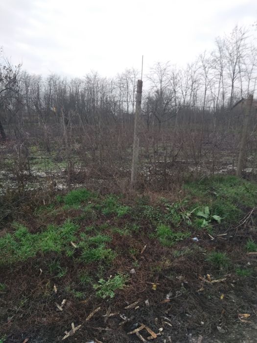 Teren sat Rasa;com Gradistea