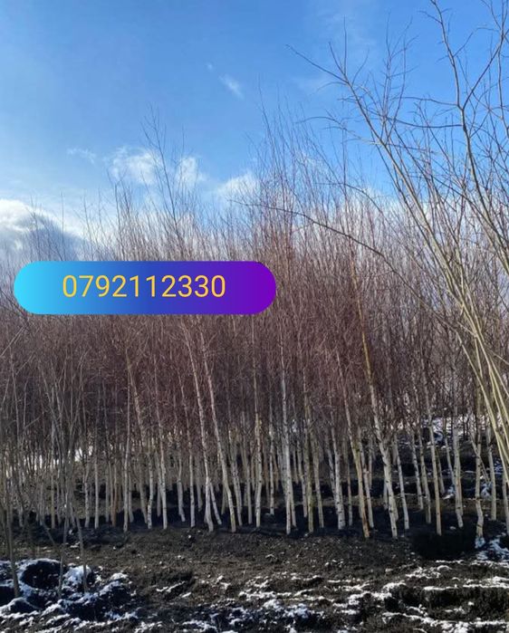 Mesteacăn , tei de floare, frasin