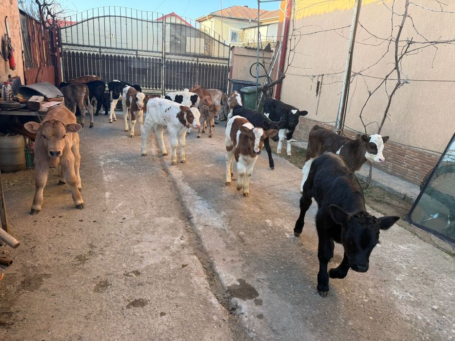 Vitei baltat romanesc