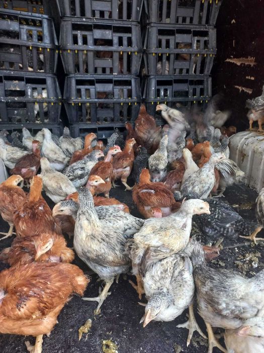 Ferma de pui vacareni