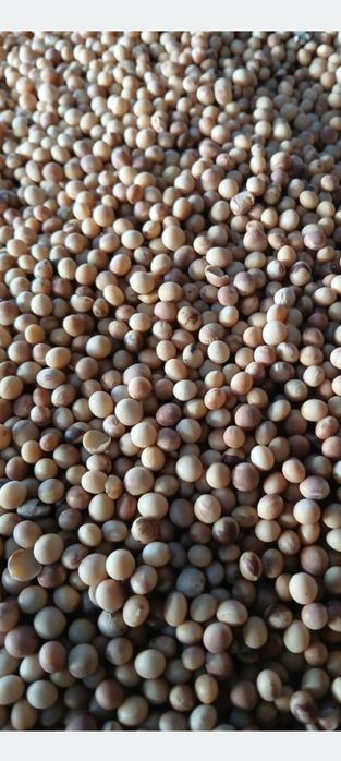 Vând soia producție  2025