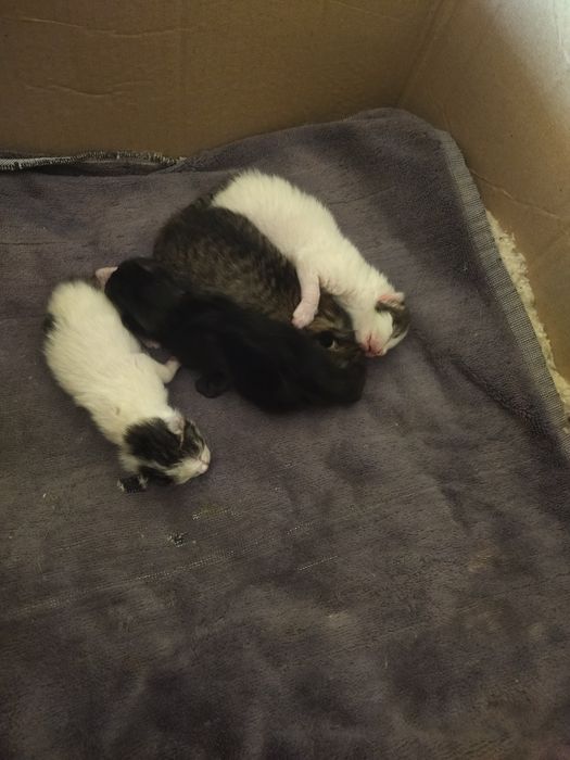 Мушук онаси ва туртта боласи.