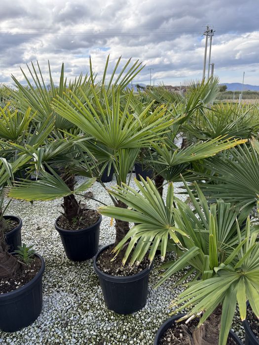 Palmier Trachycarpus 120–300 cm, rezistent la frig, poze reale