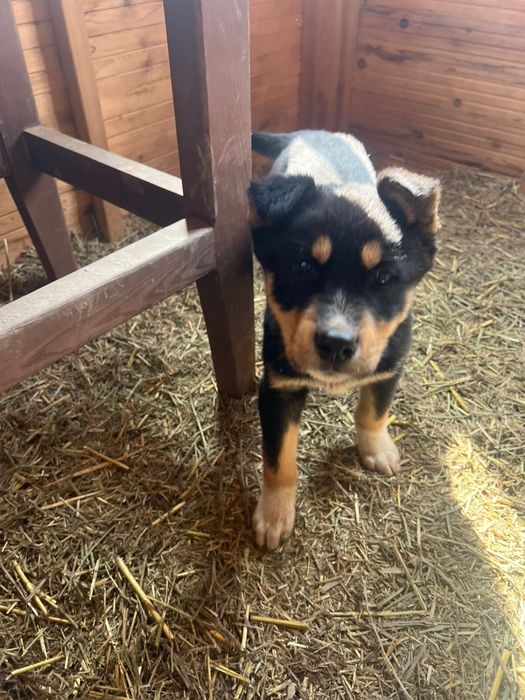 Продам щенков от мамы Хаски