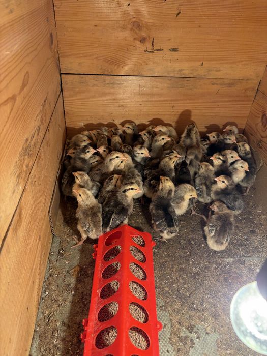 Барковская барвиста